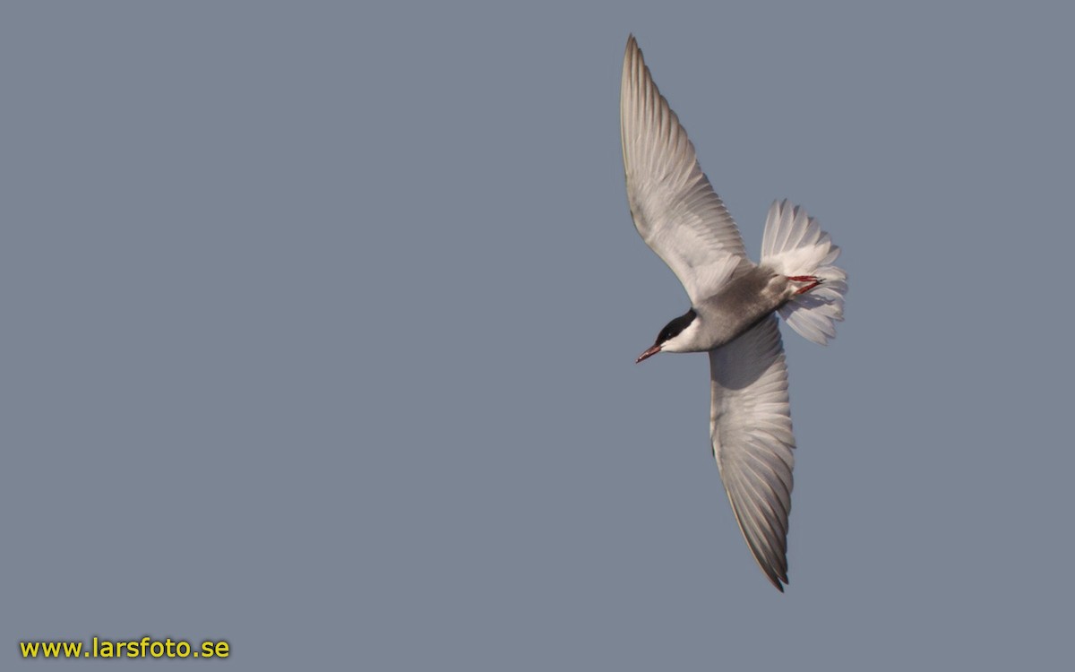 Whiskered Tern - ML205916261