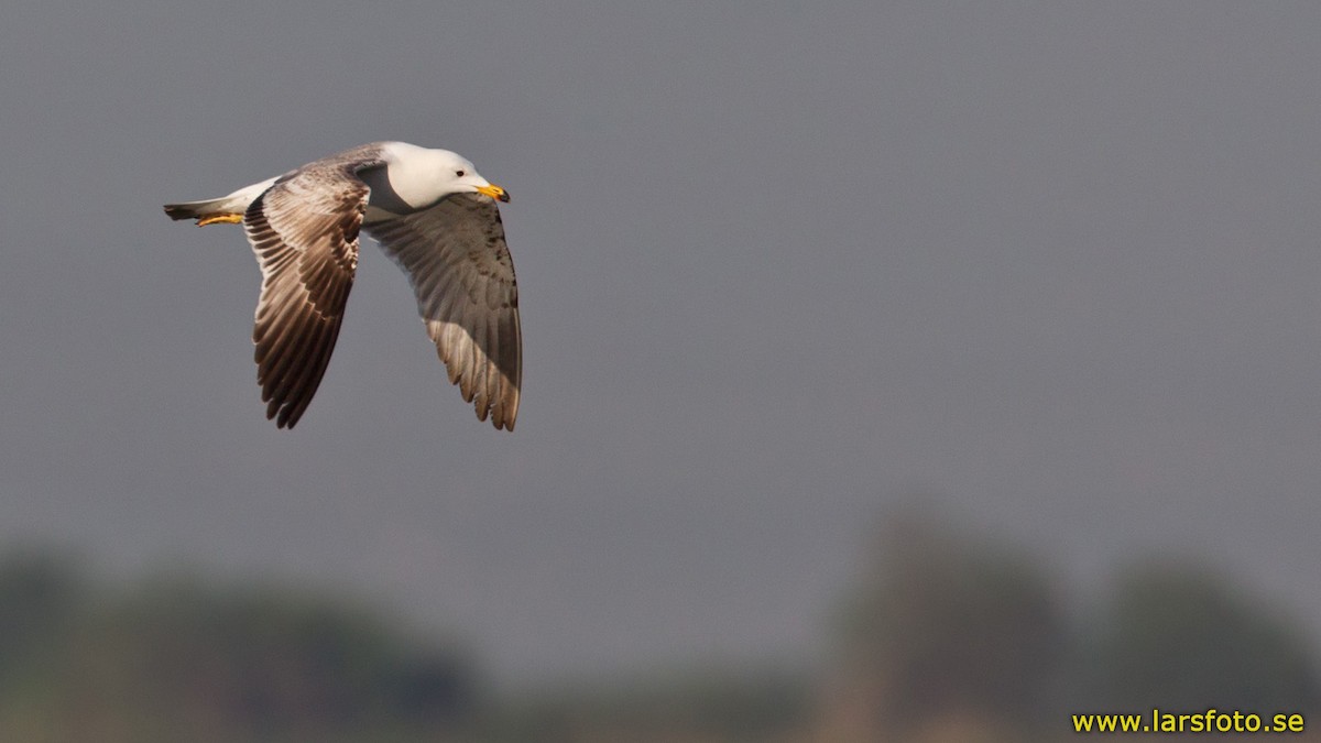 Armenian Gull - ML205916271