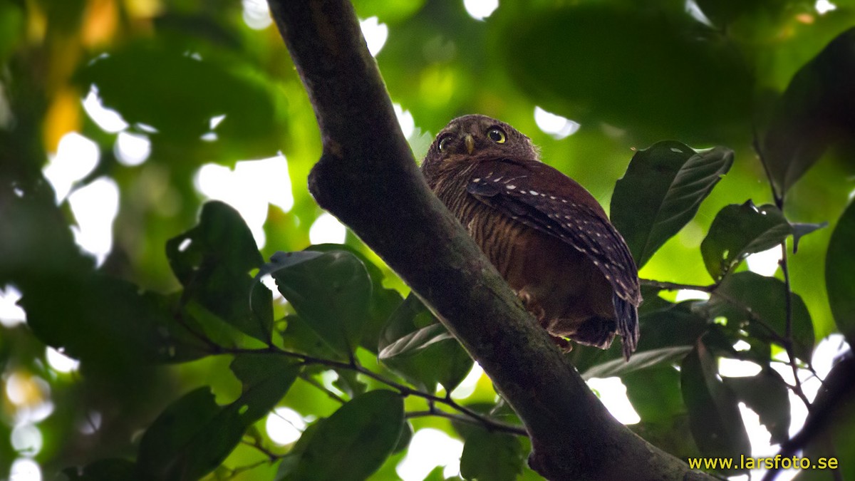 Sjöstedt's Owlet - ML205916351