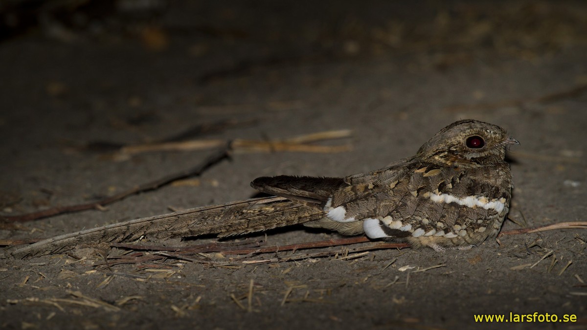 Long-tailed Nightjar - ML205916361