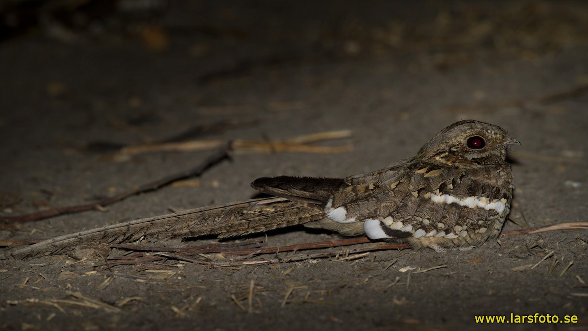 Long-tailed Nightjar - ML205916361