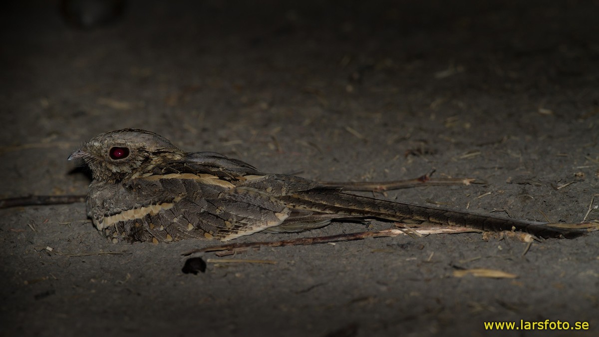 Long-tailed Nightjar - ML205916371