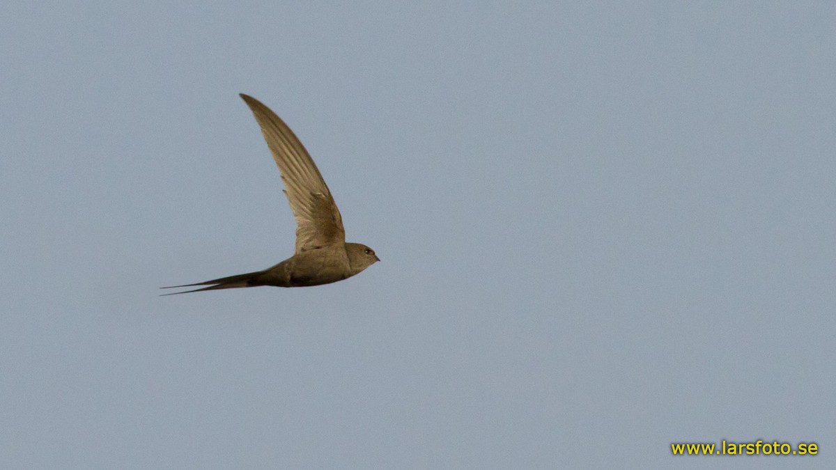 African Palm Swift - ML205916431