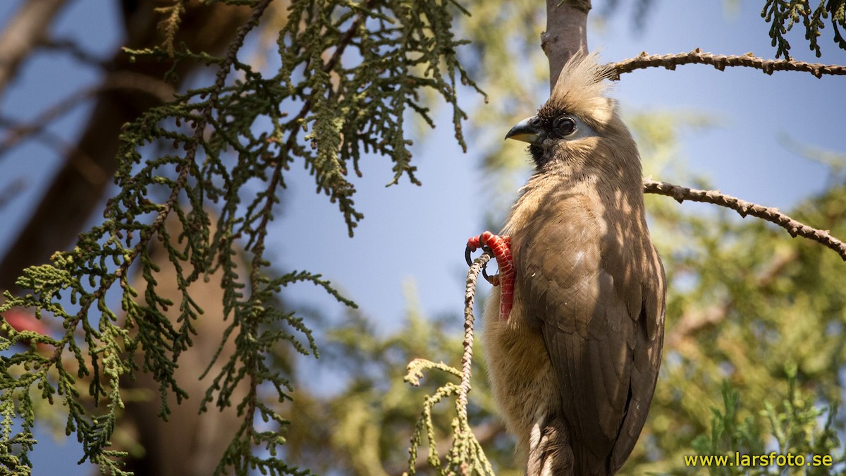 Speckled Mousebird - ML205916481