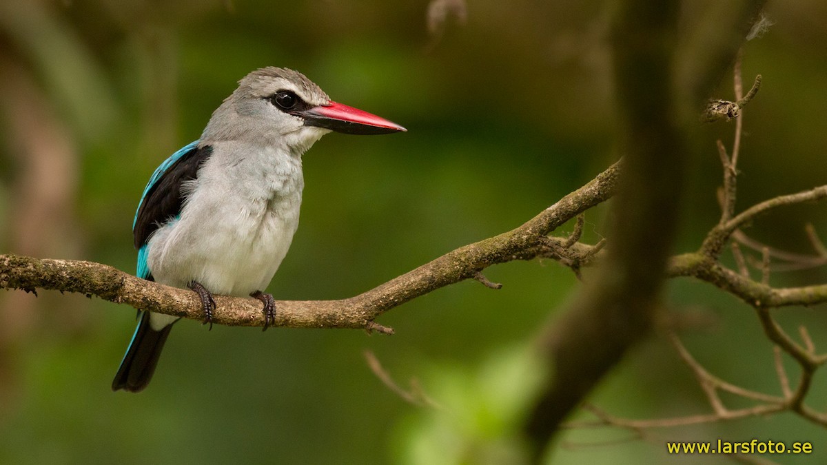 Woodland Kingfisher - ML205916581