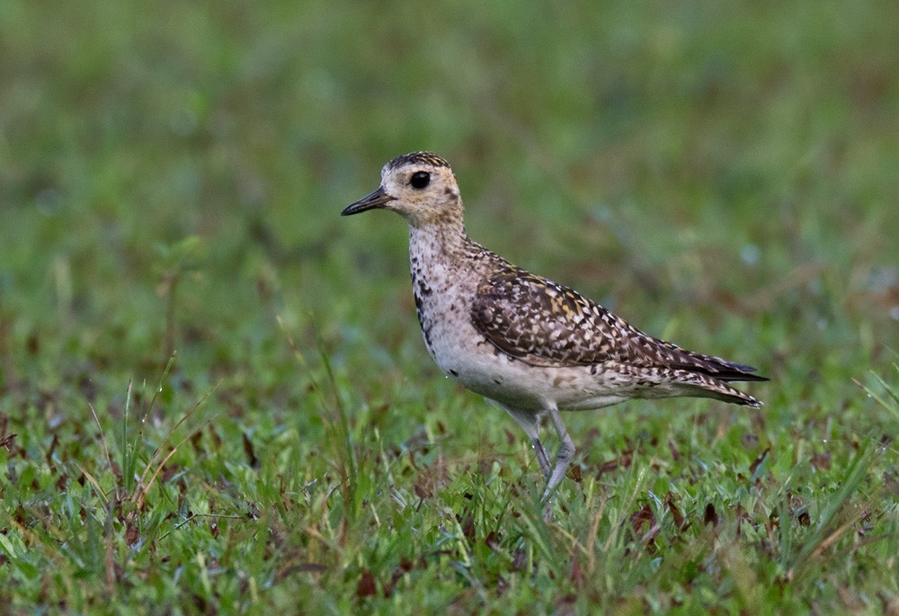 Pacific Golden-Plover - ML205916681