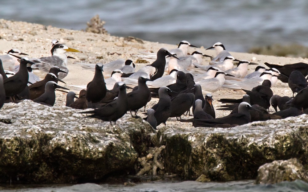 Black-naped Tern - ML205916821