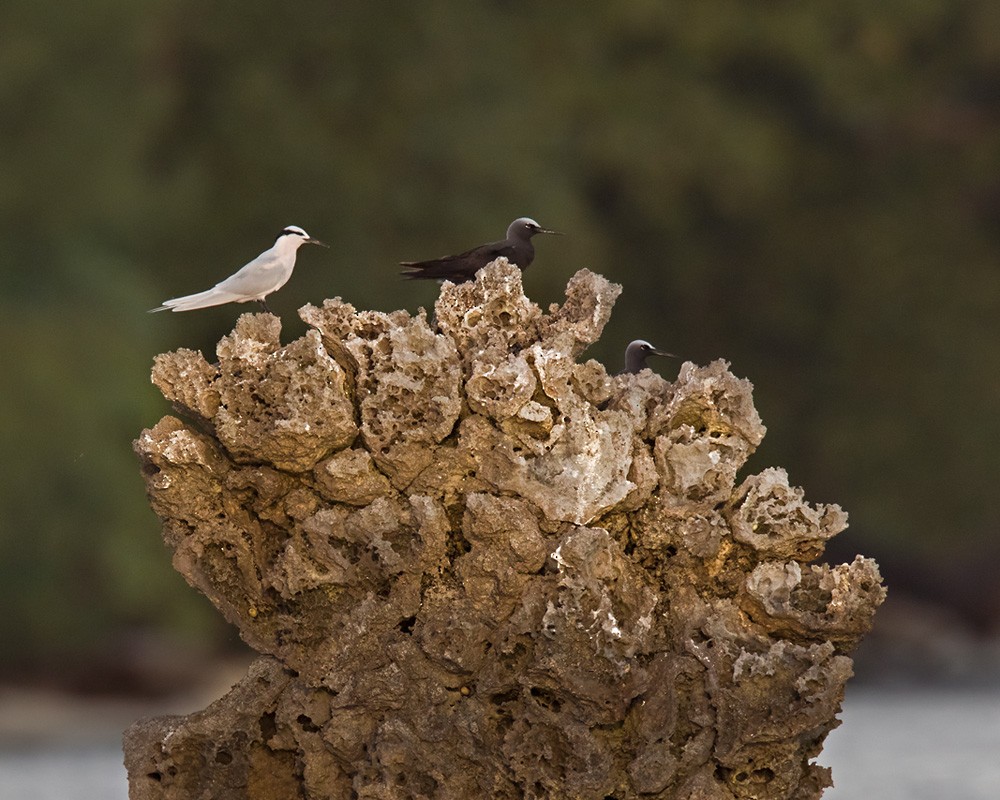 Black-naped Tern - ML205916831