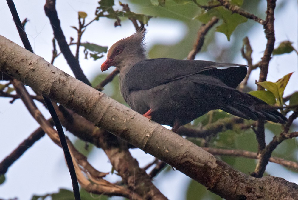 Crested Cuckoo-Dove - ML205916861