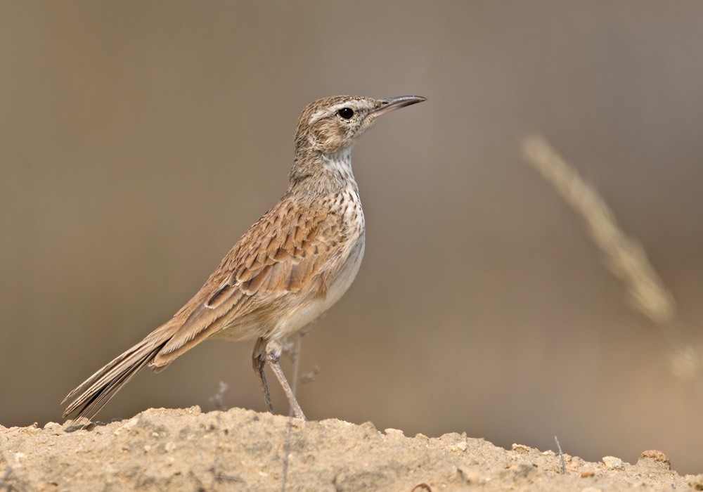 Karoo Long-billed Lark (Benguela) - ML205916881