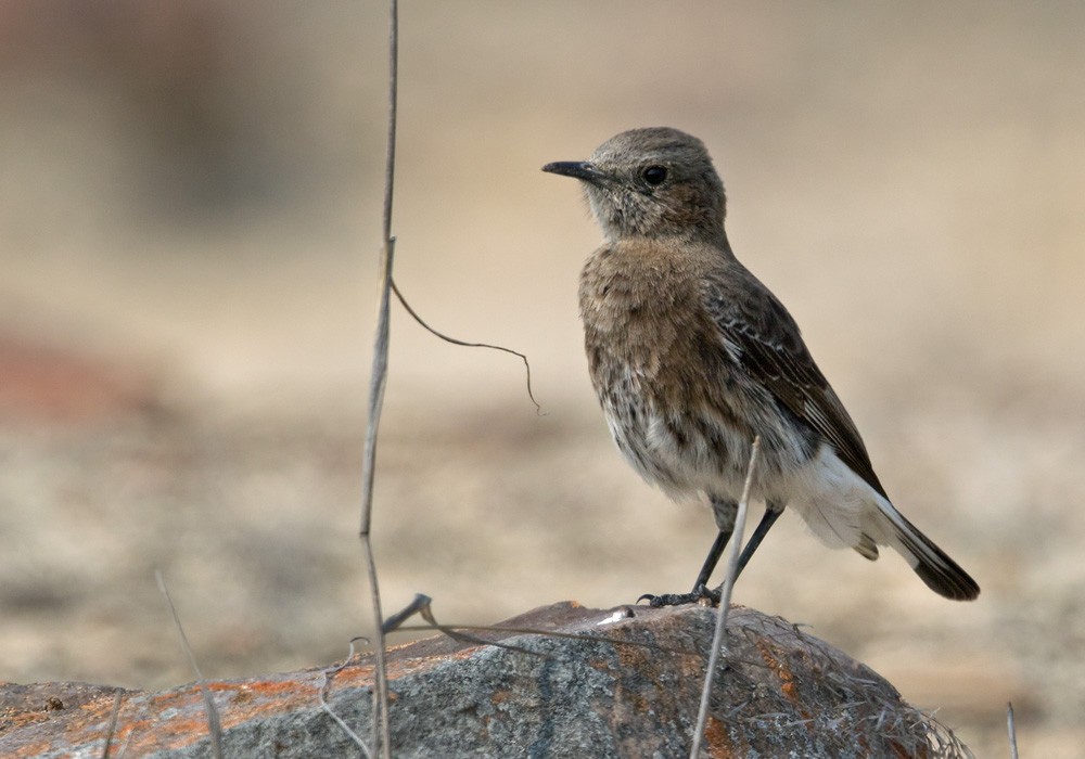 Mountain Wheatear - ML205916901