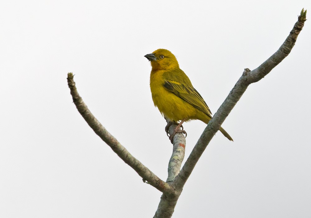 Holub's Golden-Weaver - ML205916981