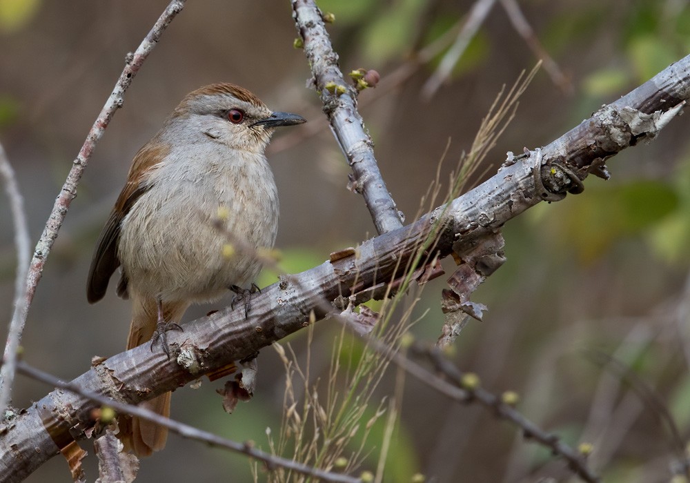 Rufous-tailed Palm-Thrush - ML205916991