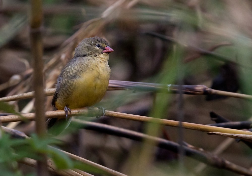 Zebra Waxbill - Lars Petersson | My World of Bird Photography