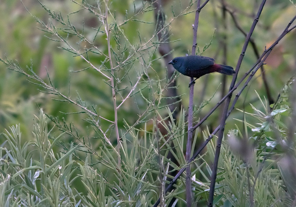 Estrilda Sombría (cinereovinacea) - ML205917131