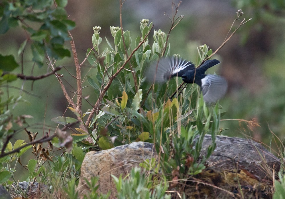 White-winged Black-Tit - ML205917141