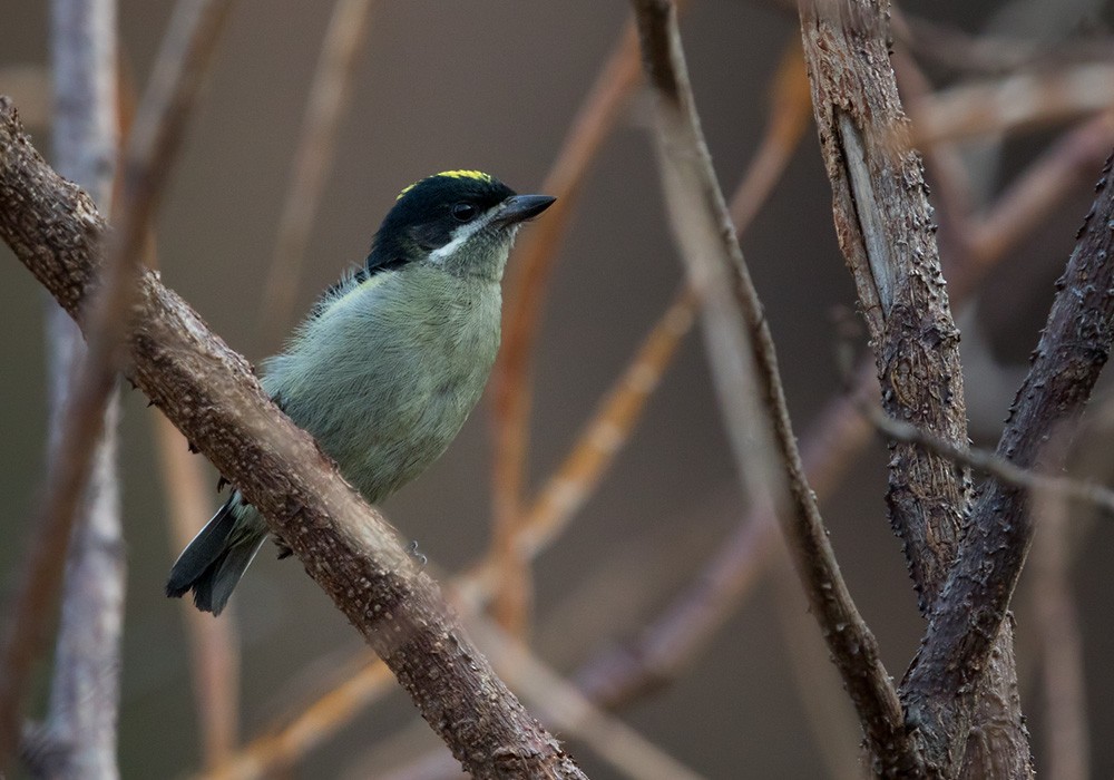 Gelbrücken-Bartvogel (angolensis) - ML205917151