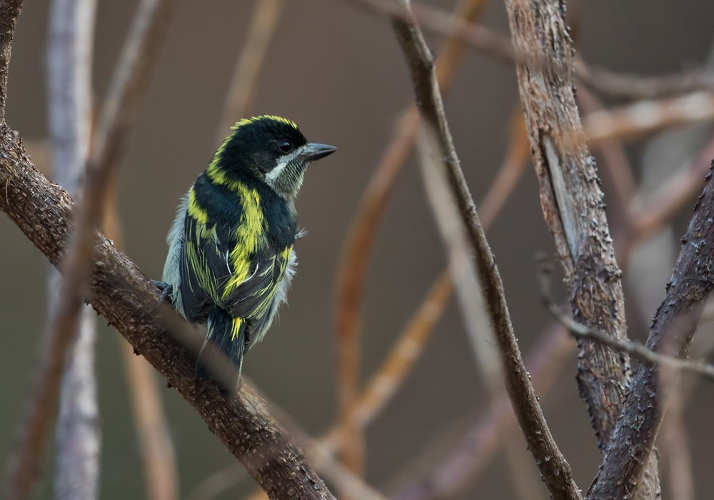 Gelbrücken-Bartvogel (angolensis) - ML205917161