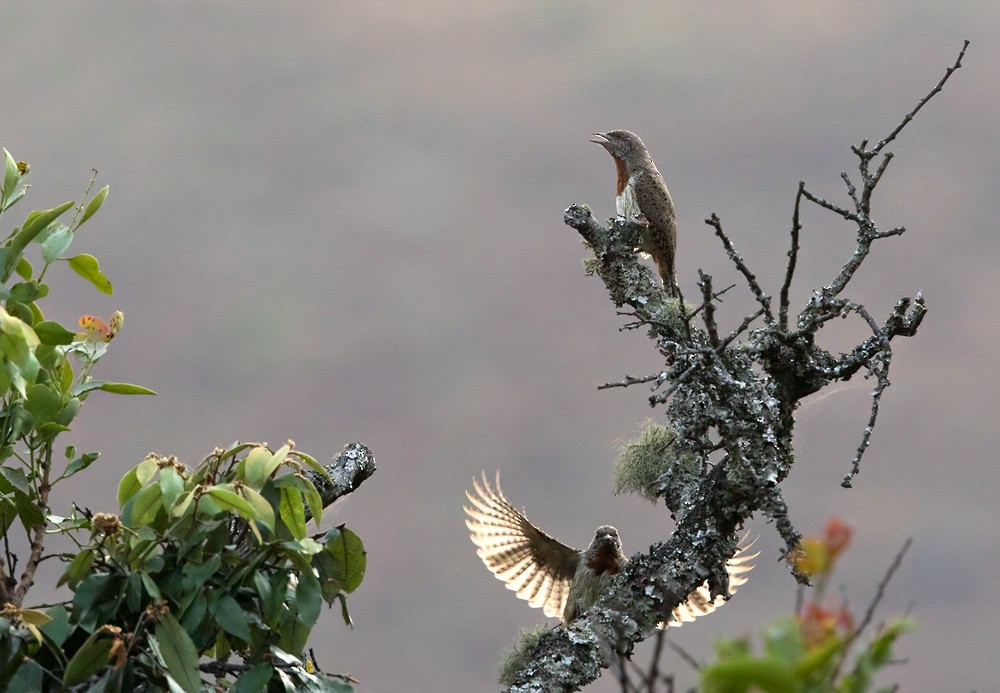 Rufous-necked Wryneck (Rufous-necked) - ML205917171