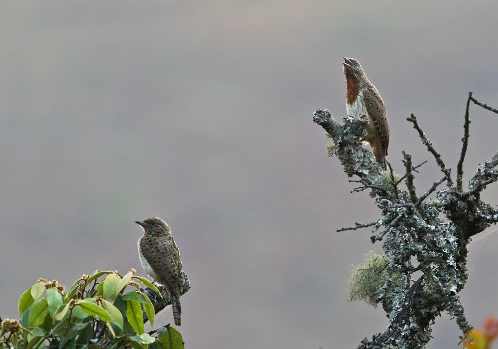 Rufous-necked Wryneck (Rufous-necked) - ML205917181