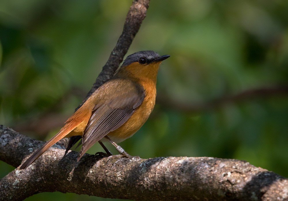 Bocage's Akalat - Lars Petersson | My World of Bird Photography