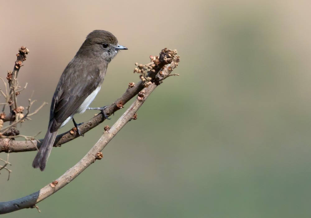 Angola Slaty-Flycatcher - ML205917301