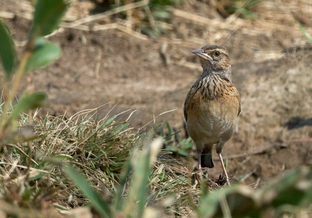 Angola Lark - ML205917311