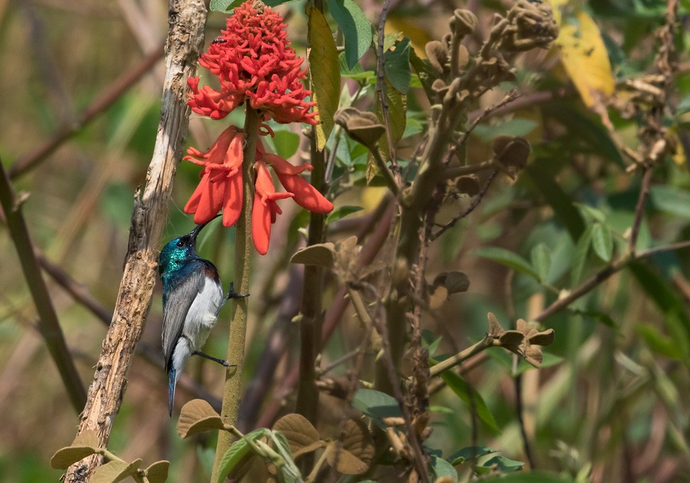 Oustalet's Sunbird (Angola) - ML205917341