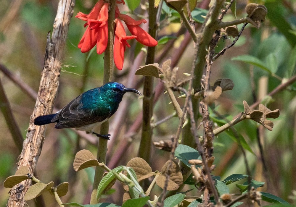 Oustalet's Sunbird (Angola) - ML205917351