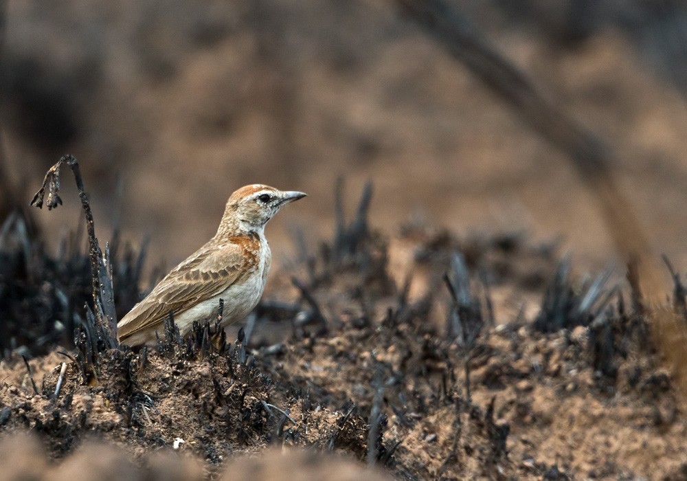 Red-capped Lark - ML205917361