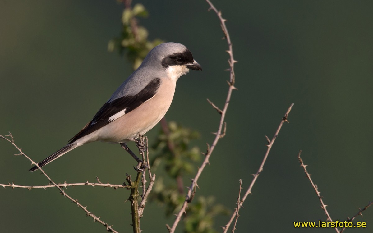 Lesser Gray Shrike - ML205917521