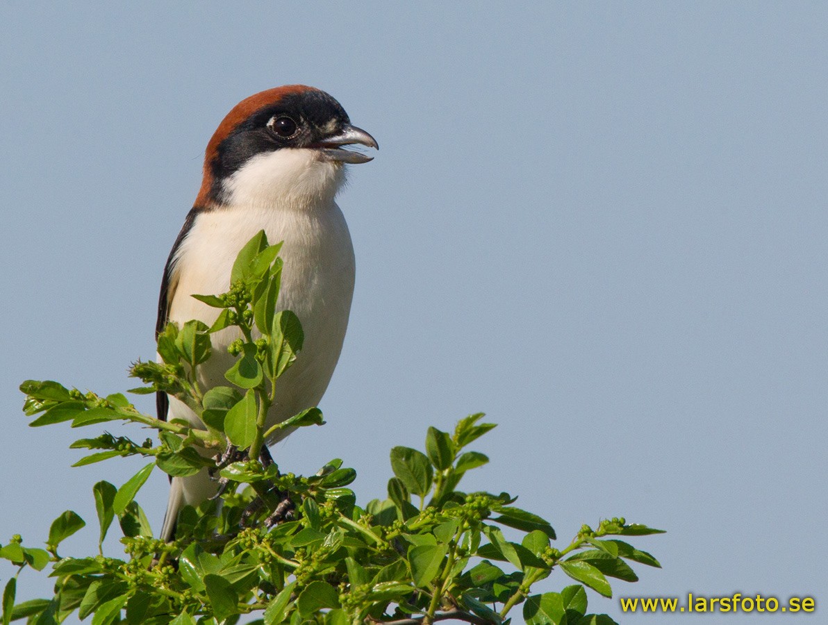 Woodchat Shrike (Caucasian) - ML205917541