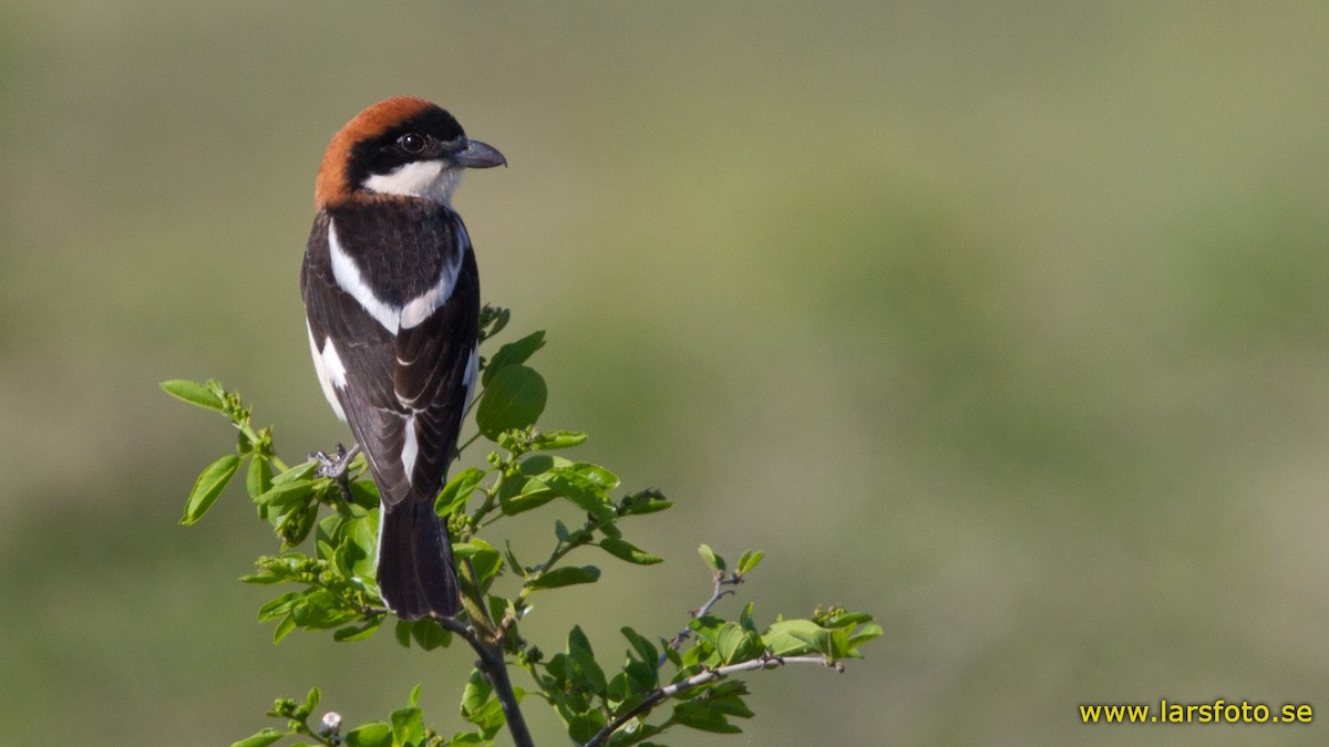 Woodchat Shrike (Caucasian) - ML205917551