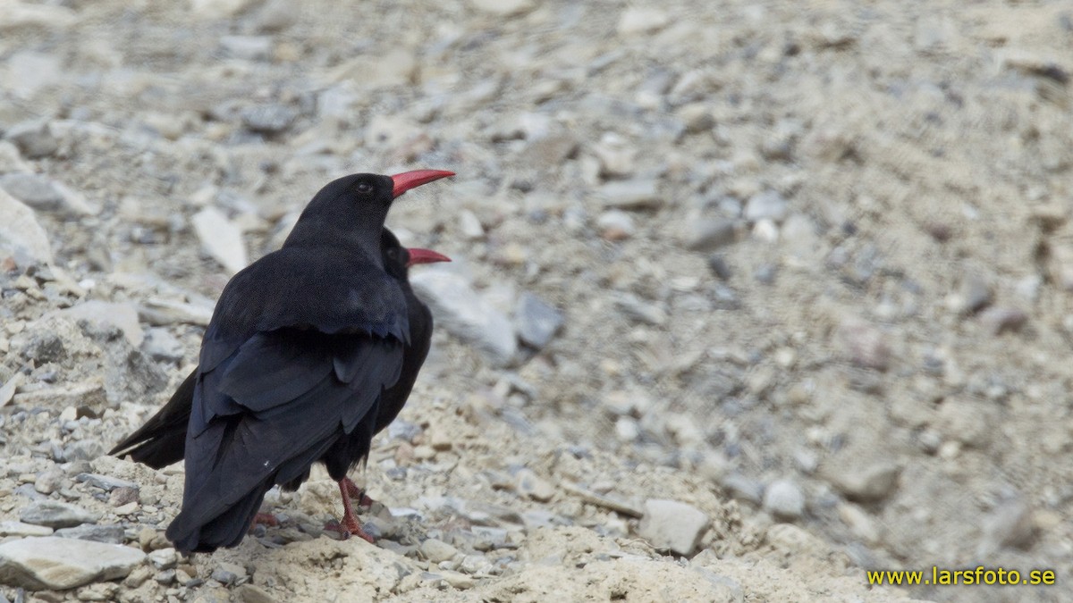 Red-billed Chough - Lars Petersson | My World of Bird Photography
