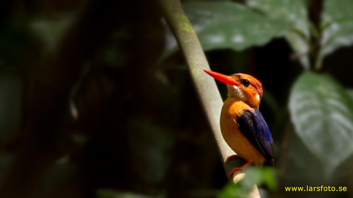 African Dwarf Kingfisher - Lars Petersson | My World of Bird Photography