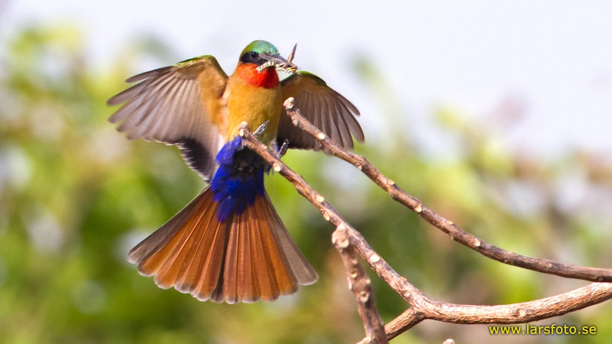 Red-throated Bee-eater - Lars Petersson | My World of Bird Photography