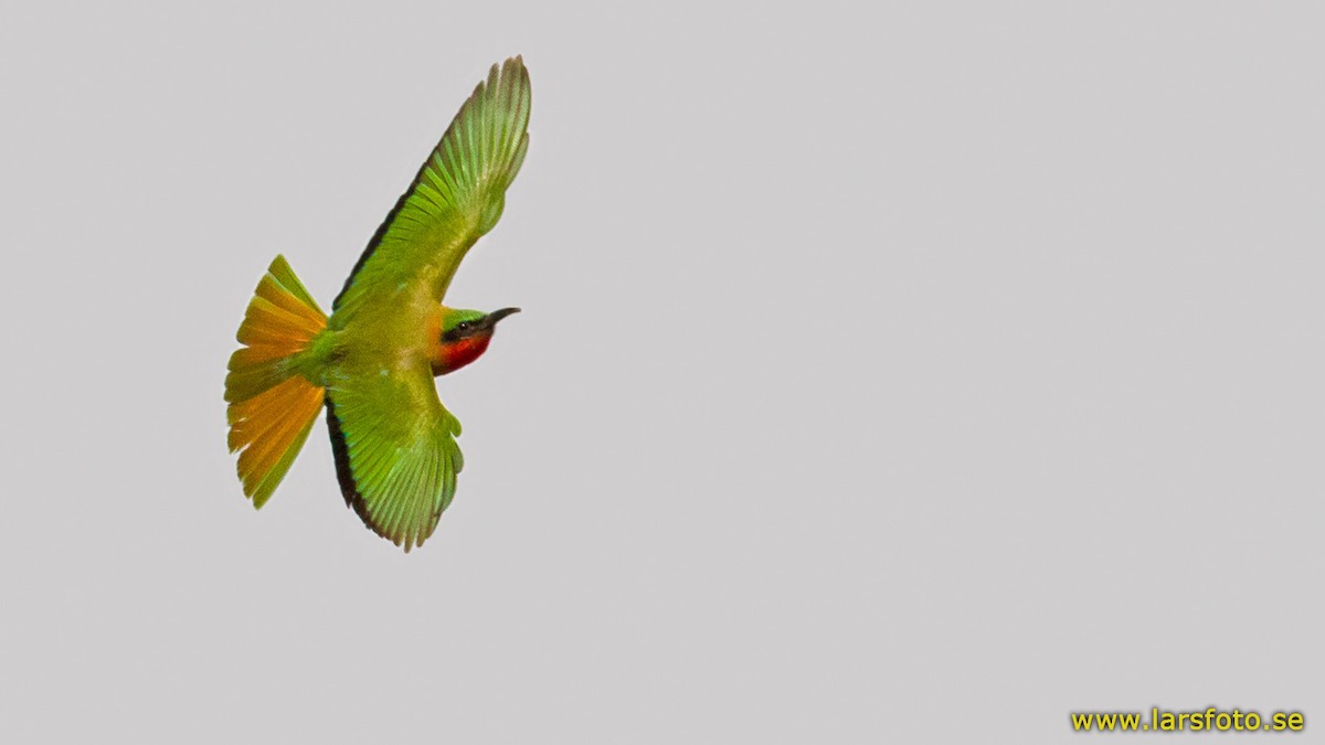 Red-throated Bee-eater - Lars Petersson | My World of Bird Photography