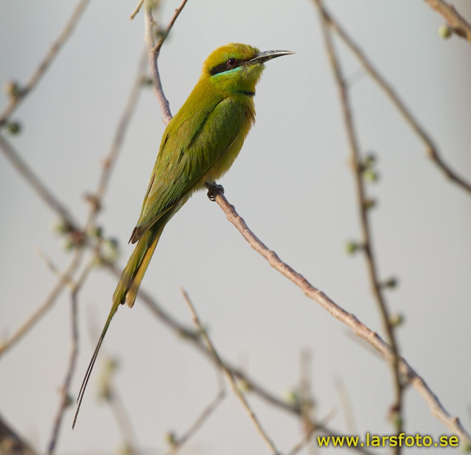 African Green Bee-eater - ML205917911