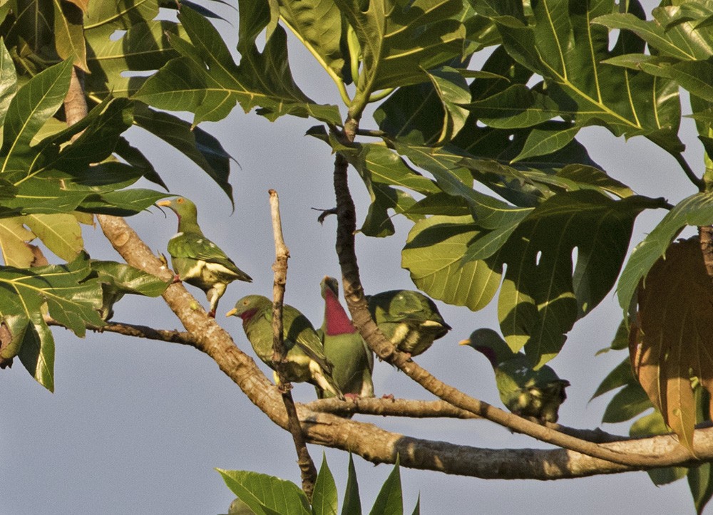 Красногрудый фруктовый голубь - ML205918071