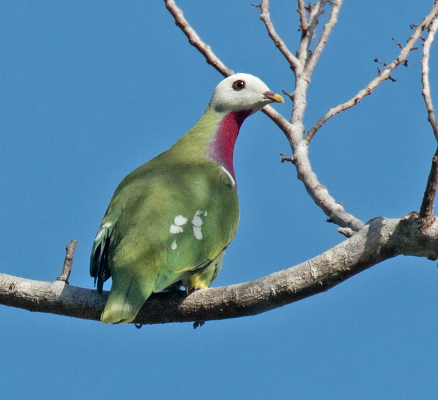 White-headed Fruit-Dove - ML205918081