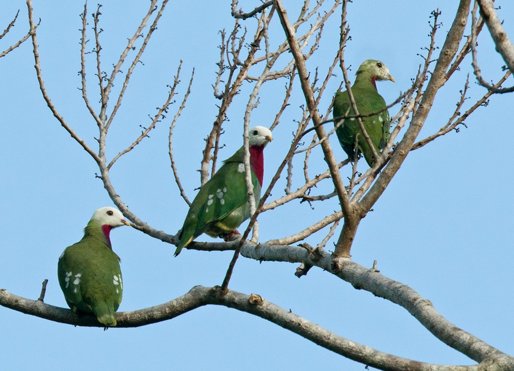 White-headed Fruit-Dove - ML205918091