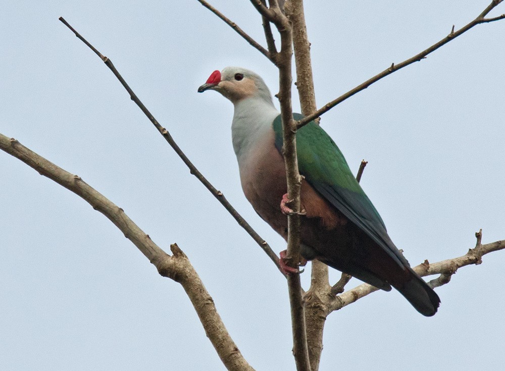 Red-knobbed Imperial-Pigeon (Gray-necked) - Lars Petersson | My World of Bird Photography