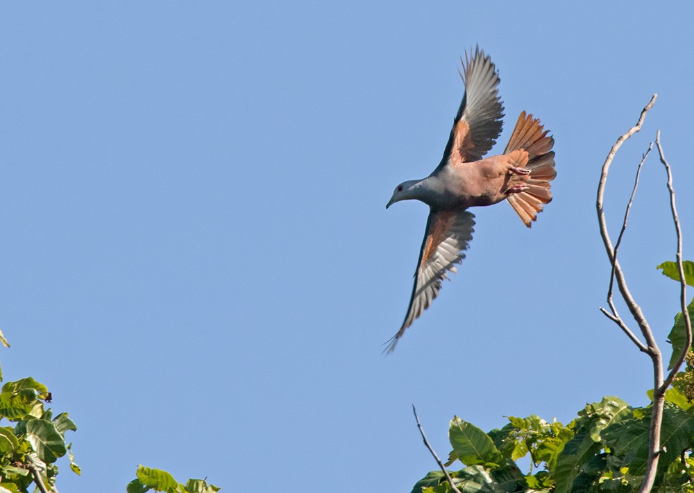 Chestnut-bellied Imperial-Pigeon - ML205918181