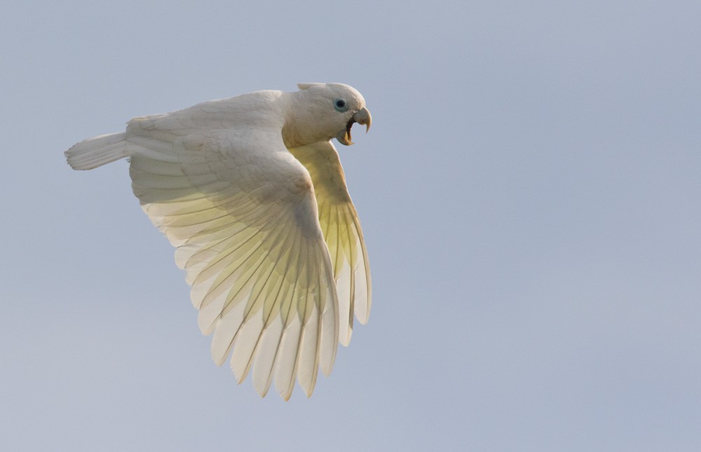 Ducorps's Cockatoo - Lars Petersson | My World of Bird Photography