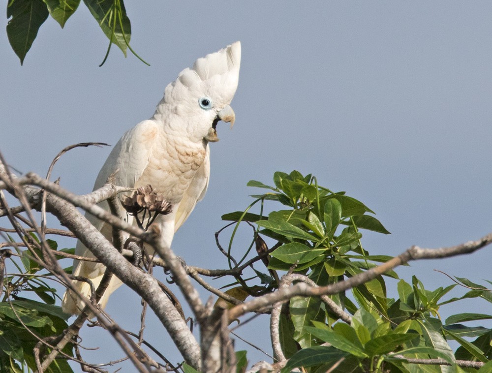 Cacatúa de las Salomón - ML205918221