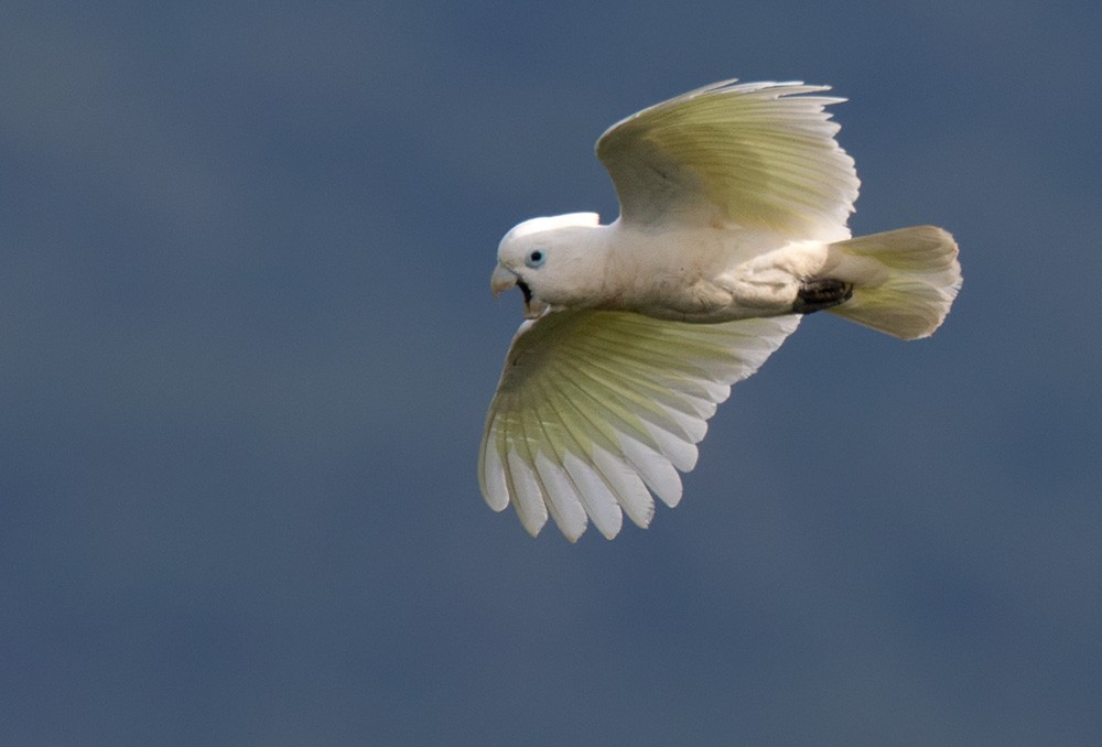 Ducorps's Cockatoo - Lars Petersson | My World of Bird Photography