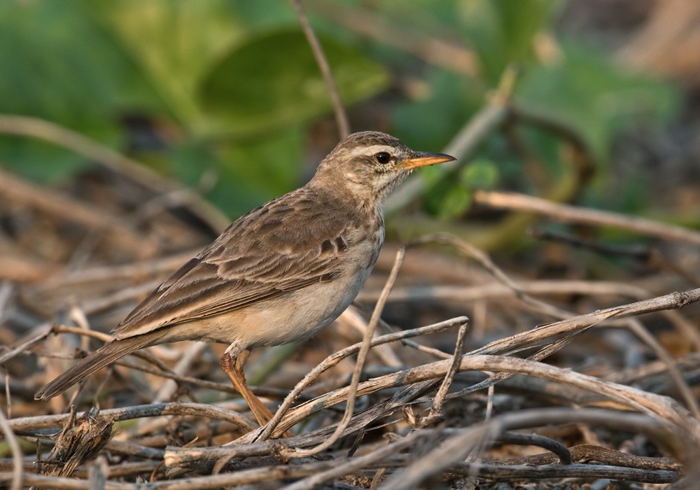 Long-legged Pipit - ML205918291