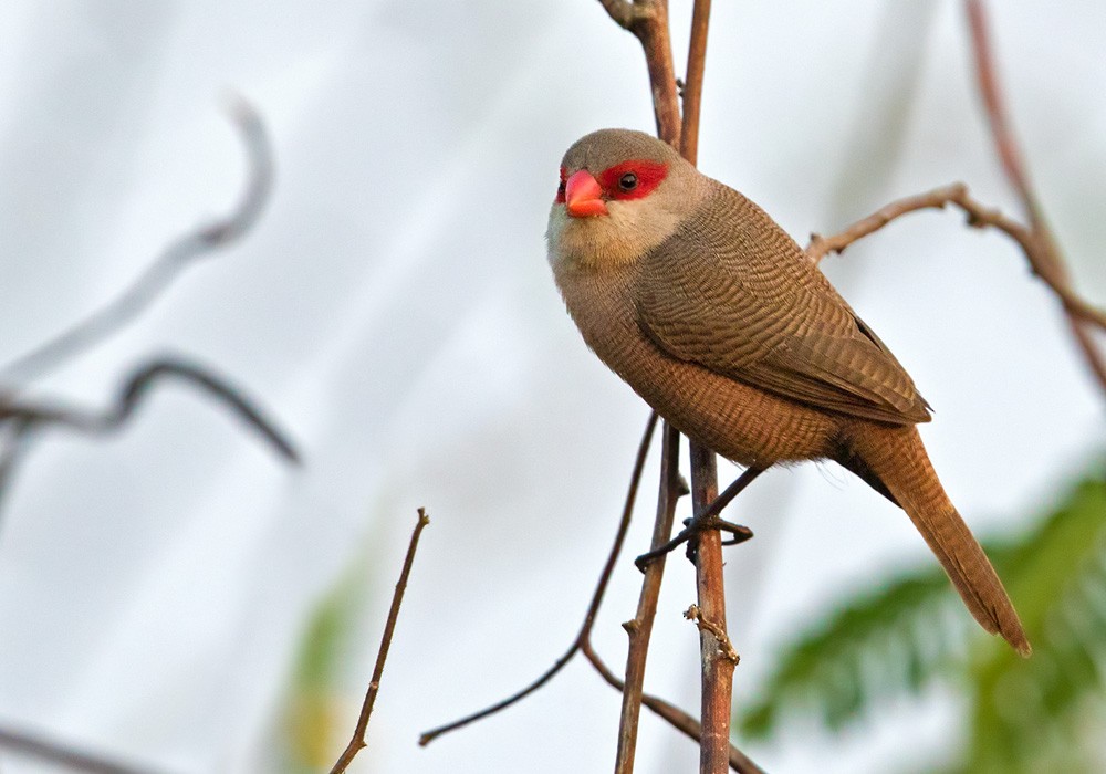 Common Waxbill - ML205918331