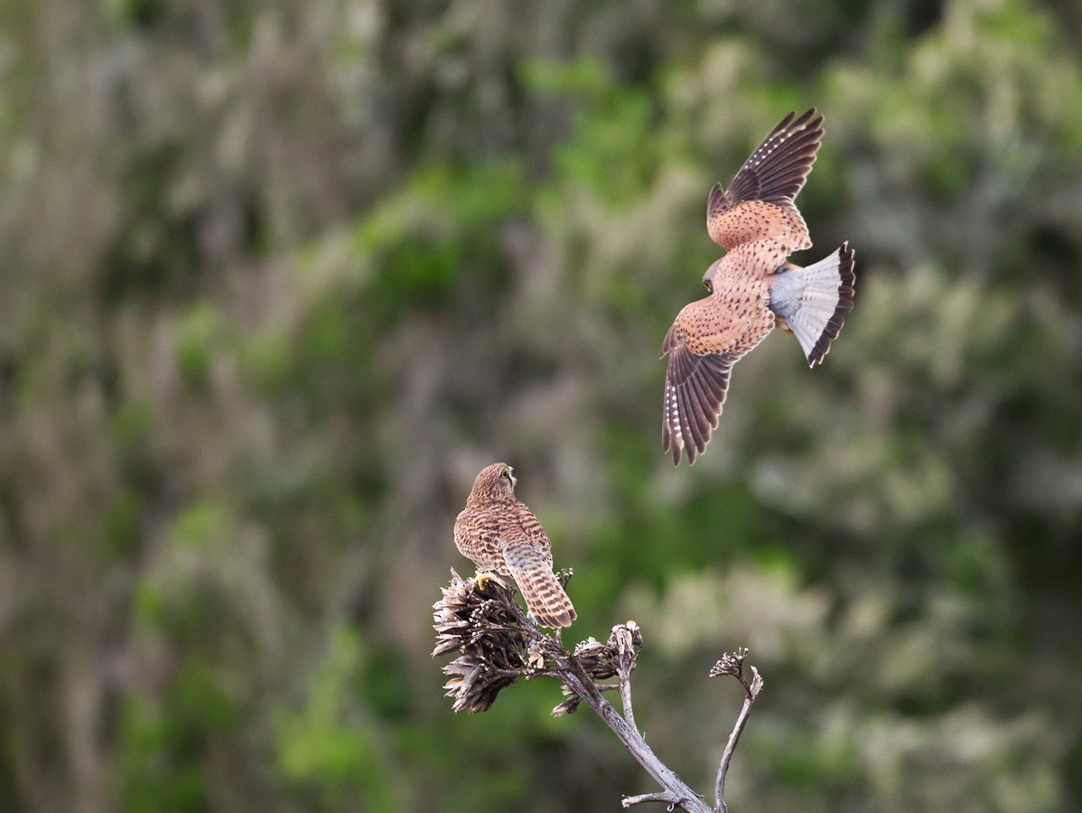 Eurasian Kestrel (Canary Is.) - Lars Petersson | My World of Bird Photography