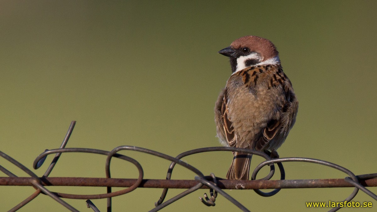 Eurasian Tree Sparrow - ML205918761